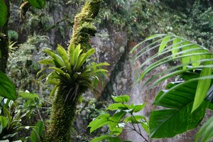 File - The diverse plants of an Amazonian Rainforest.