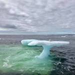 Newfoundland Fisherman Rescues a Helplessly Stranded Arctic Fox From an Isolated Iceberg