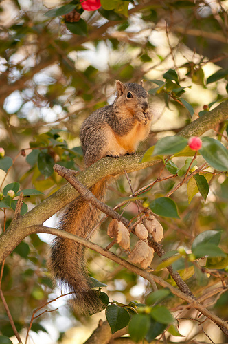 A squirrel posed for me