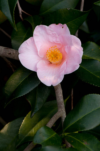 Camillia at Desconso Garden