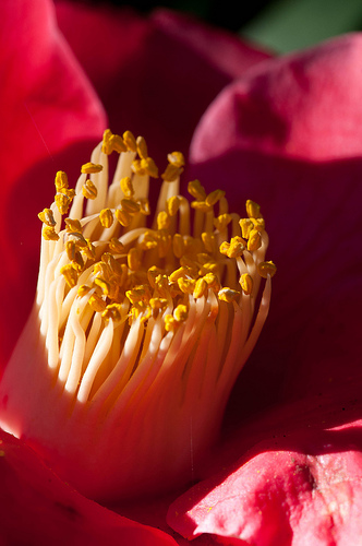 Stigam of a Camellia