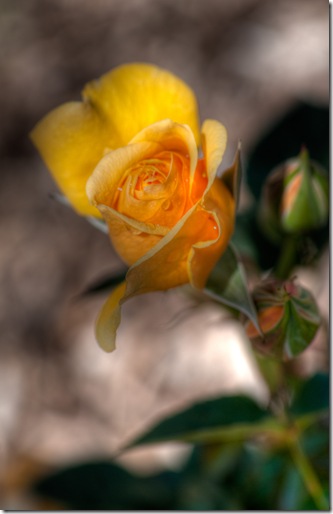 HDR rose