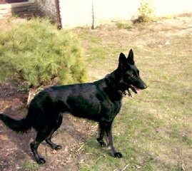 An all-black German Shepherd Dog - Pets - Animal /ntf1  