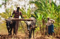 Tohum Mühendisliği ve Küresel Piyasalara Bakış, Afrikalı Çiftçileri Neler Bekliyor?