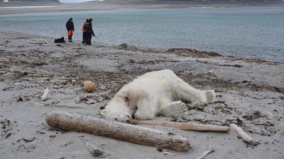 Polar bear shooting by cruise ship guard causes outrage