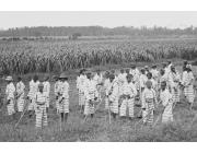 Juvenile convicts at work in the fields, 1905.