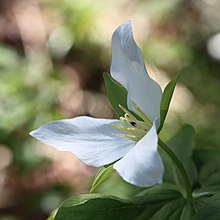 Trillium camschatcense 2.jpg