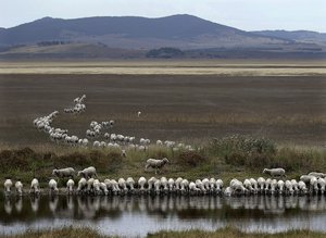 A flock of sheep drink from a dam at the edge of the dried-up Lake George, about 250 kilometers (155 miles) southwest of Sydney, Australia, on Tuesday, March 3, 2015