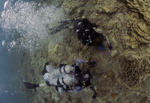 File - Navy Diver 2nd Class Nicholas Barcia-Dimeo, right, assigned to the Naval Base Guam Dive Locker, assists Dr. Lee Shannon, a marine ecologist with Naval Facilities Engineering Command Engineering and Expeditionary Warfare Center, as they monitor and document the progress of transplanted corals in Apra Harbor, Guam, March 14, 2018.