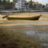 Seaweed influx a smelly welcome to Mexico