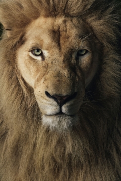 Jake: White Lion Two by Rohan Thomson