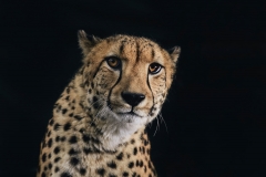 Jura the Cheetah by Rohan Thomson