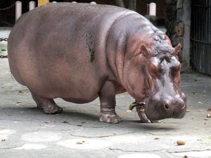 A hippopotamus  walks slowly along his disignated area in a zoo.