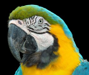 Blue-and-yellow Macaw