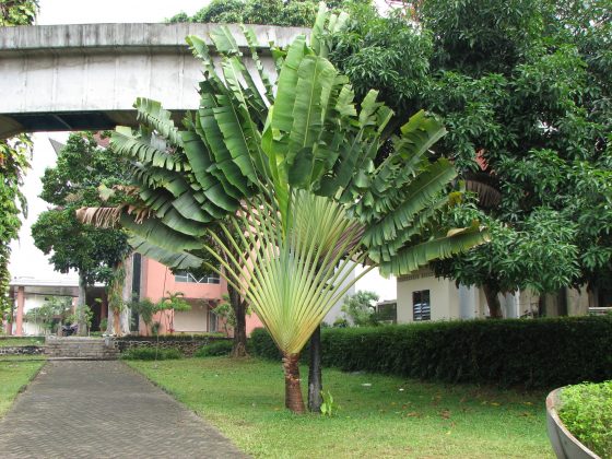 A Traveler's Palm