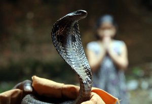 A Hindu woman offers prayers to a snake on the eve of Nagpanchami festival in Jammu, India, 26 August 2017.