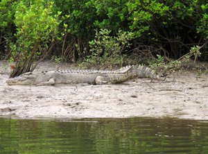 File - In this June 29, 2015 photo, a crocodile rests on the shore along the Daintree River in Daintree, Australia.