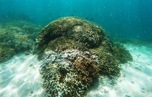 FILE - In this Oct. 26, 2015 file photo, a patch of coral reef is shown in Hawaii’s Kaneohe Bay off the island of Oahu near Kaneohe, Hawaii.