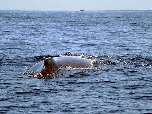 File - A humpback whale surfaces in the Mozambique Channel, Indian Ocean, just northwest of the French overseas department of Mayotte. The whales come here from Antarctica each year from July to October to bear their young.