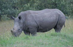 Rhino up close, Kigio Conservancy, Kenya