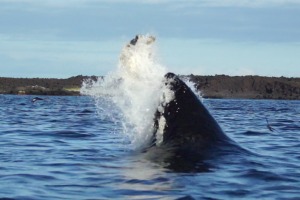 A killer whale attacks a turtle in the Galapagos Islands.