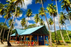 Colombia, South America, palm tree