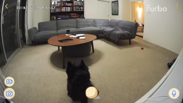 Furbo Dog Camera review: remote doggy daycare