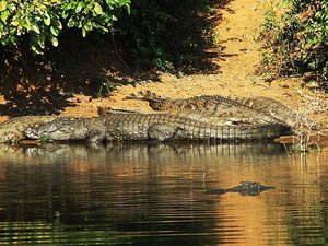 File - Basking Nile Crocodiles, Charara River, Kariba, Zimbabwe. The Nile crocodile is the largest freshwater predator in Africa, and may be considered the second-largest extant reptile and crocodilian in the world, after the saltwater crocodile.