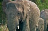 In response to DNA damage, p53 proteins in elephants switch on LIF6. The cell makes LIF6 proteins, which then wreak havoc.