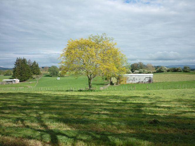 The Ōrākau battlefield as it appears today. Photo: Paul Diamond