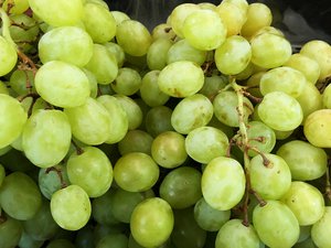 White grapes, which are green in color, are evolutionarily derived from the purple grape. Taken on July 2017.