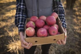 Think apples are healthy? They may be sweeter than you think