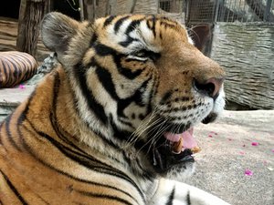 A large Bengal tiger yawns. Taken on May 2017.