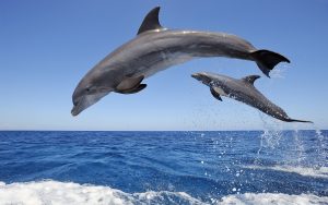 dolphins-2