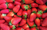  Health Minister Greg Hunt has ordered the national food safety watchdog to assess the states' handling of strawberry ...