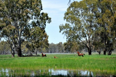 Barmah National Park, Victoria: This smallish park, just north-west of Echuca, is the ideal spot for becoming entranced ...