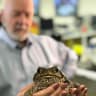 Virus offers new means of controlling Qld's cane toad