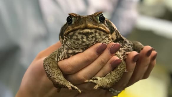 Virus discovery offers new means of controlling Queensland's cane toad