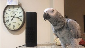 Petra the African Grey and her Amazon Echo Alexa