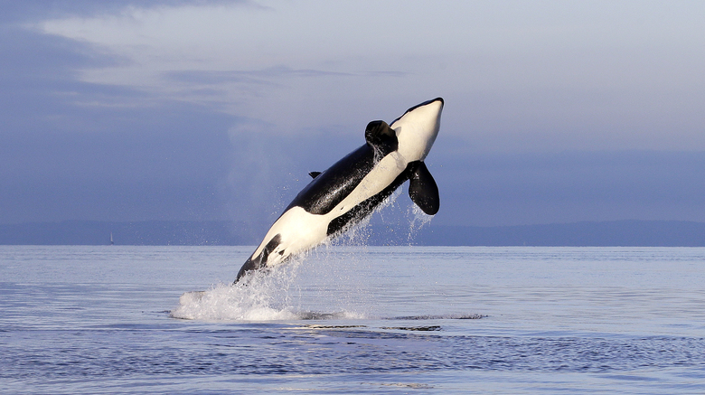 An endangered female orca leaps from the water in Puget Sound west of Seattle. (AP Photo/Elaine Thompson, 2014)