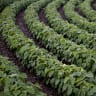 Nufarm rising after Brazilian glyphosate ban overturned