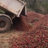 'In three days we lost it all': Strawberry farm video shows damage done