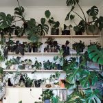 It has had its day: The indoor plant experts say you can farewell next year