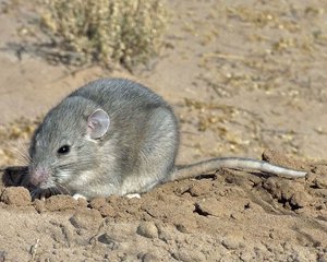 Southern Plains Wood rat