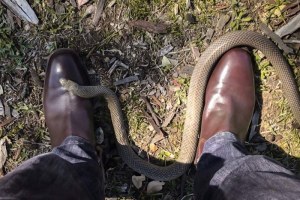 There's a few rules you need to wrap your head around when it comes to snakes in the wild. (ABC Canberra: Michael Black)