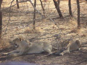 Asiatic Lions (Panthera leo persica) sprawled out majestically in their sole Indian Habitat of Gir National Park, Junagadh, 5 March 2016