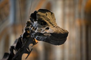 Dippy the dinosaur stands on display in the Natural History Museum in London, Thursday, Jan. 29, 2015.