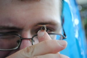 Insect and scientist - everything must be explored! - Photo created at university educational practice at lake Pisochne, Shatsk, Ukraine, 2014.