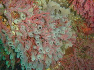 Sponge and multicolour sea fan at Bakoven Rock