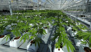 In this Sept. 25, 2018 photo, marijuana plants are shown growing in a massive tomato greenhouse being renovated to grow pot in Delta, British Columbia, that is operated by Pure Sunfarms, a joint venture between tomato grower Village Farms International, and a licensed medical marijuana producer, Emerald Health Therapeutics.